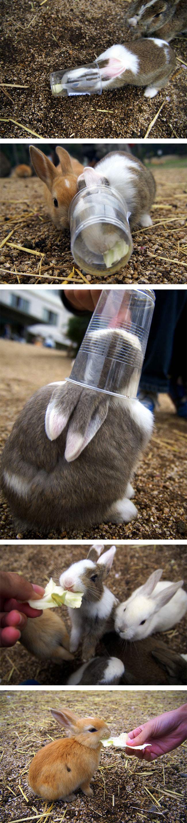 Rabbit Island, Okunoshima, Japan (3)