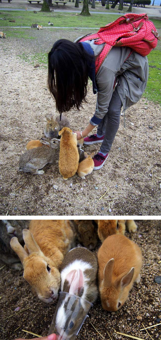 Rabbit Island, Okunoshima, Japan (4)