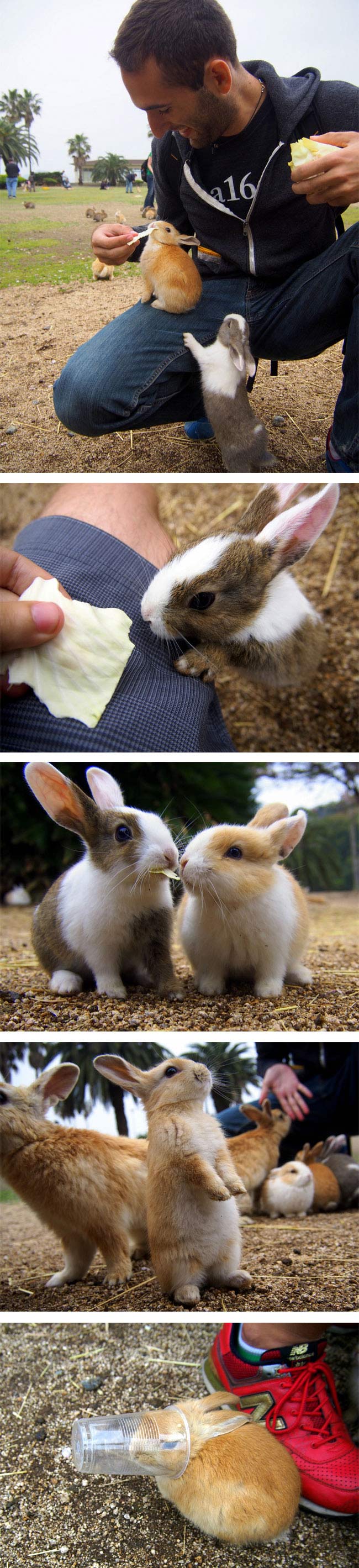 Rabbit Island, Okunoshima, Japan (5)