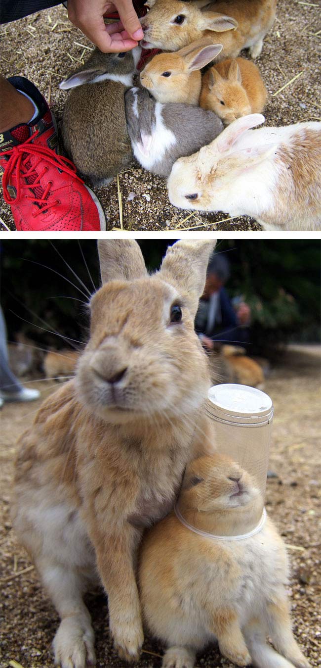 Rabbit Island, Okunoshima, Japan (6)