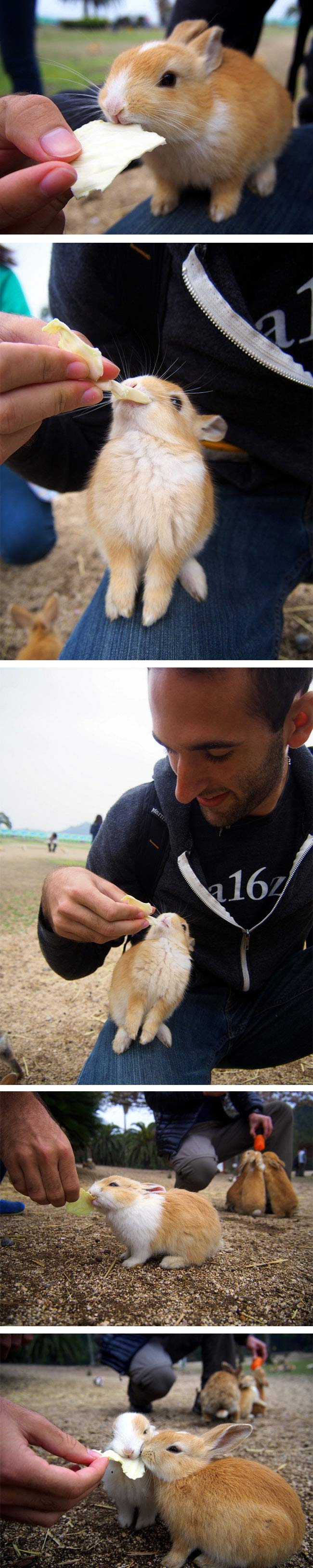 Rabbit Island, Okunoshima, Japan (7)