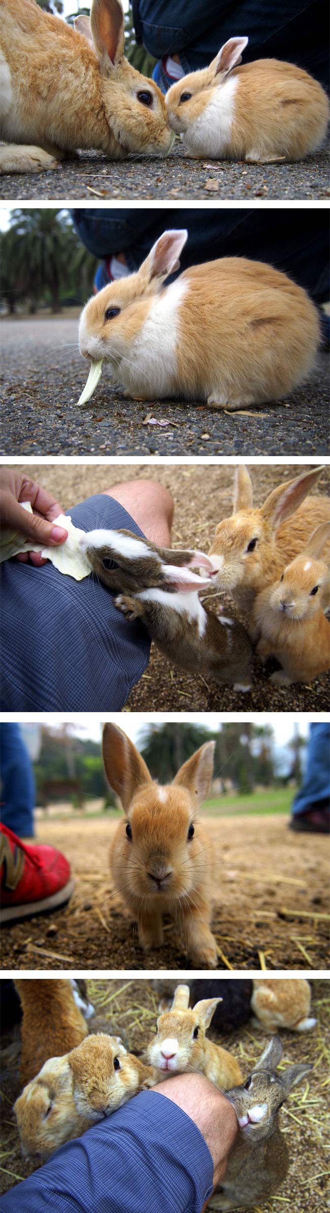 Rabbit Island, Okunoshima, Japan (8)