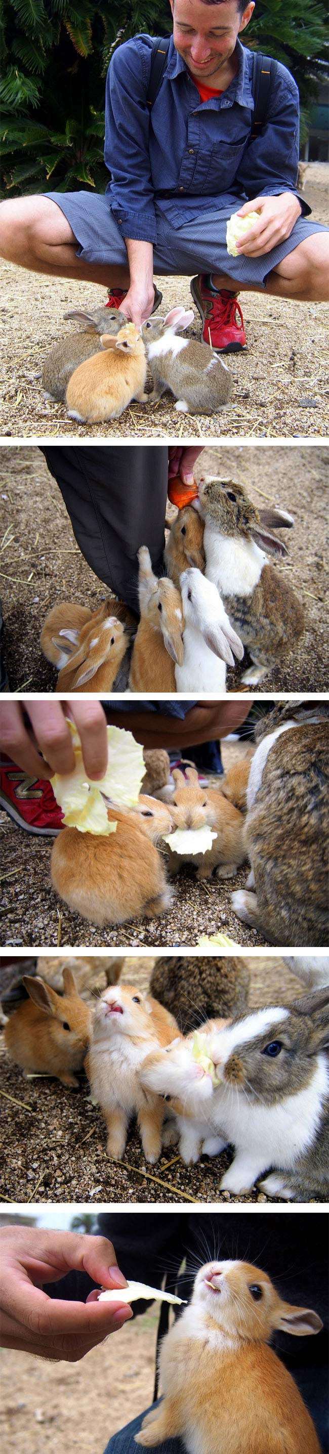 Rabbit Island, Okunoshima, Japan (9)