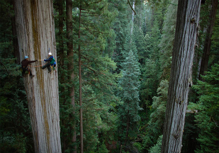 Climbing Redwoods