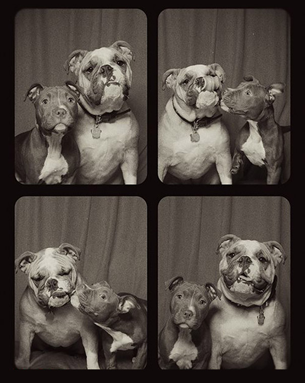 Dogs In A Photo Booth (1)