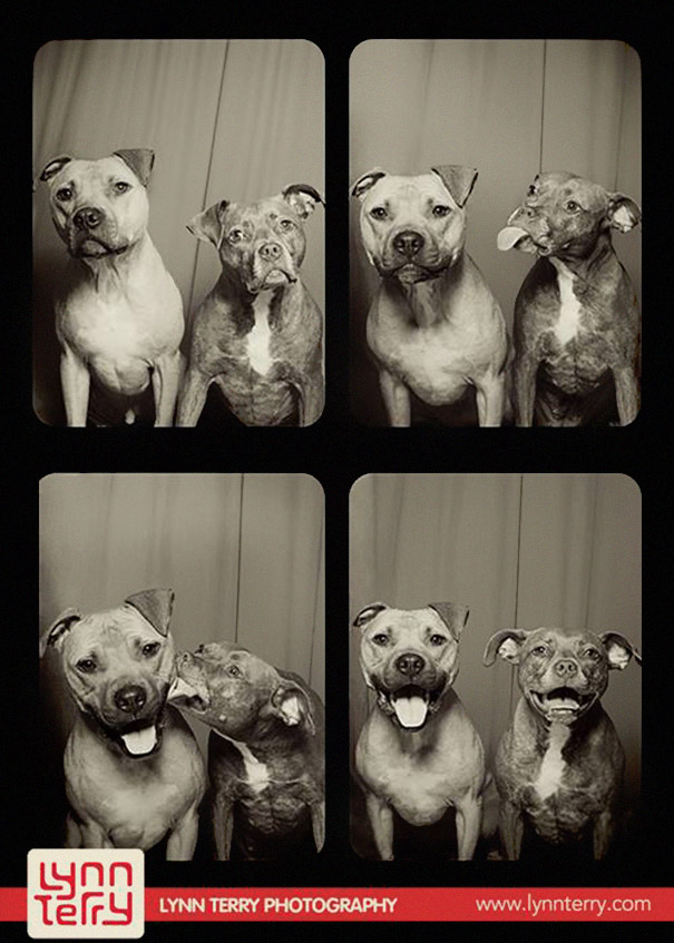 Dogs In A Photo Booth (2)