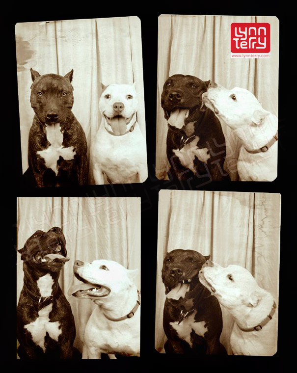 Dogs In A Photo Booth (3)