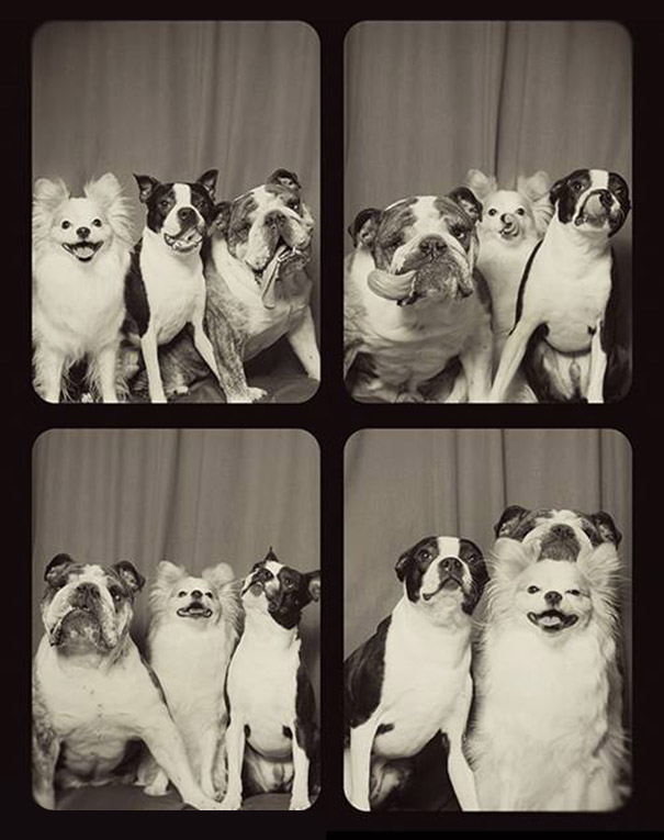 Dogs In A Photo Booth (4)