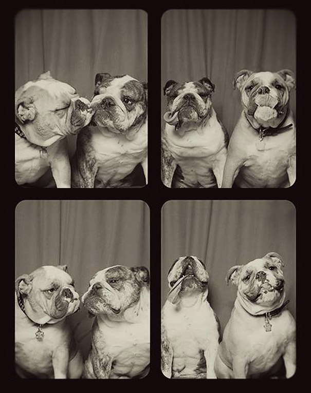 Dogs In A Photo Booth (5)