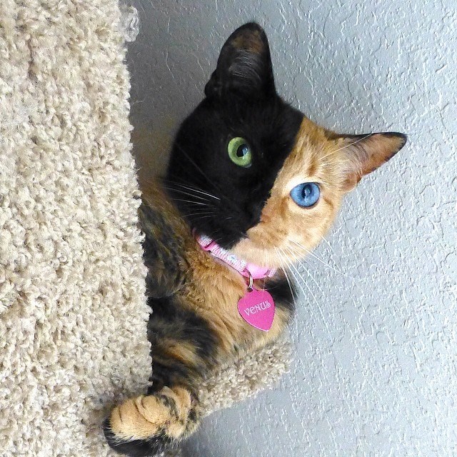 Venus The Chimera Cat (1)