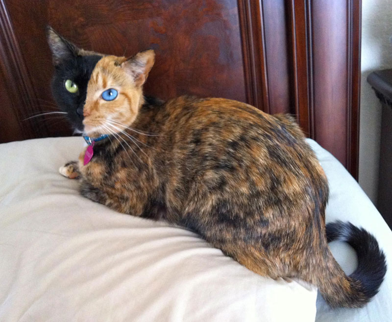 Venus The Chimera Cat (10)