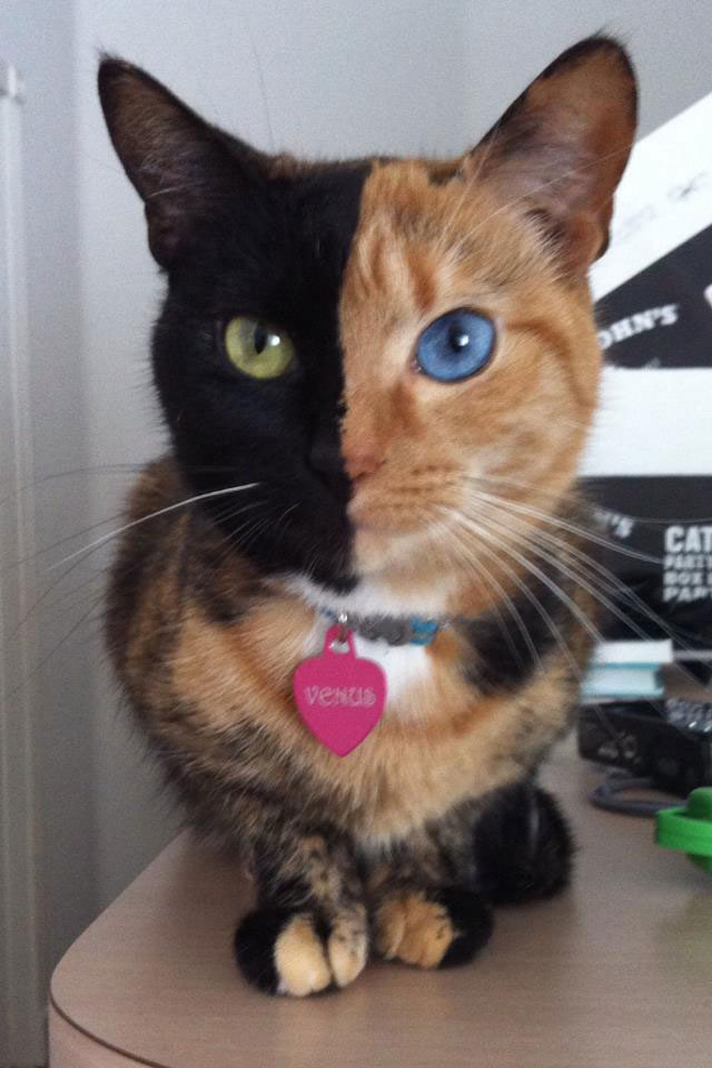 Venus The Chimera Cat (11)