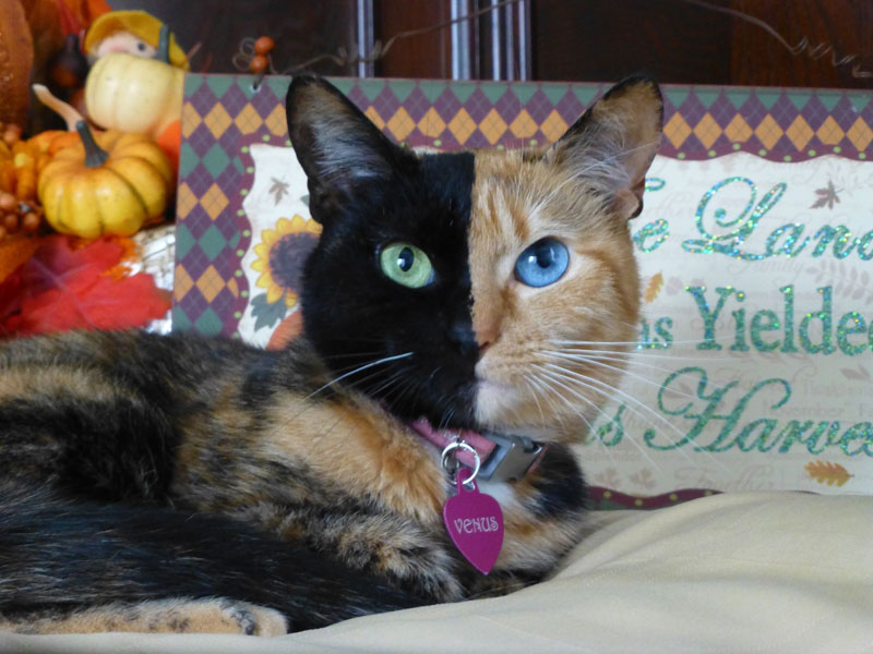 Venus The Chimera Cat (13)