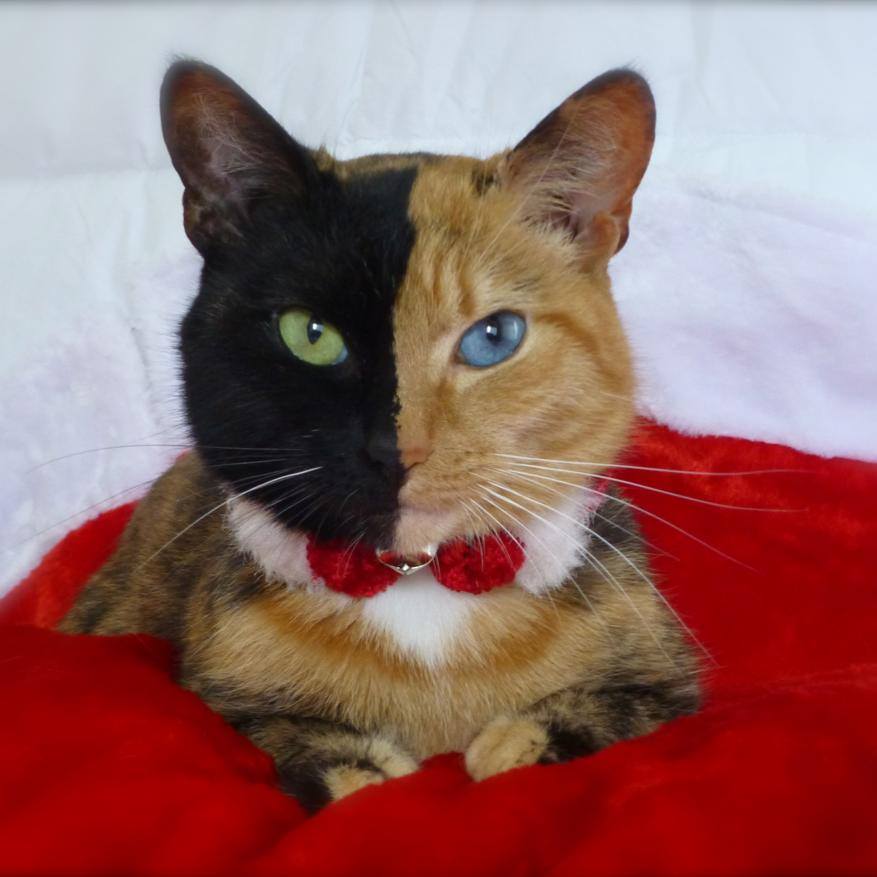 Venus The Chimera Cat (18)