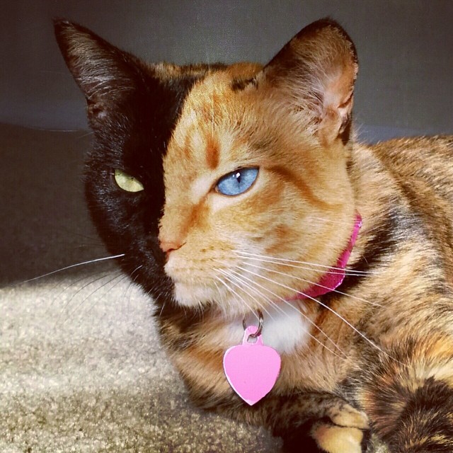 Venus The Chimera Cat (2)