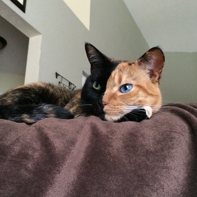 Venus The Chimera Cat (3)