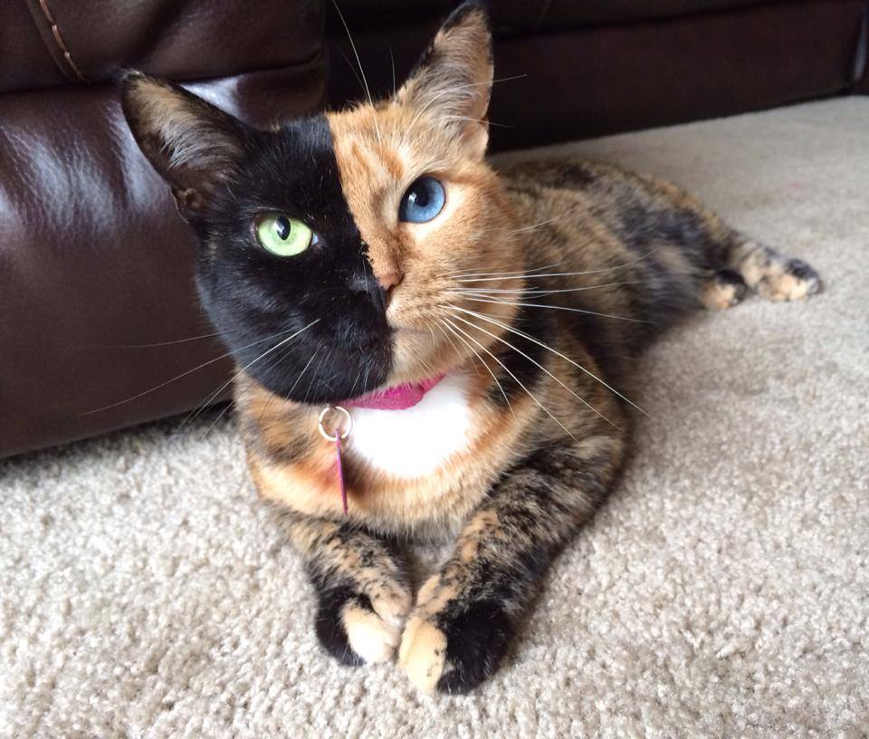 Venus The Chimera Cat (4)