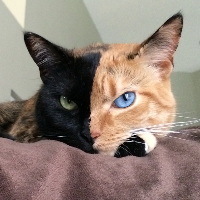 Venus The Chimera Cat (6)