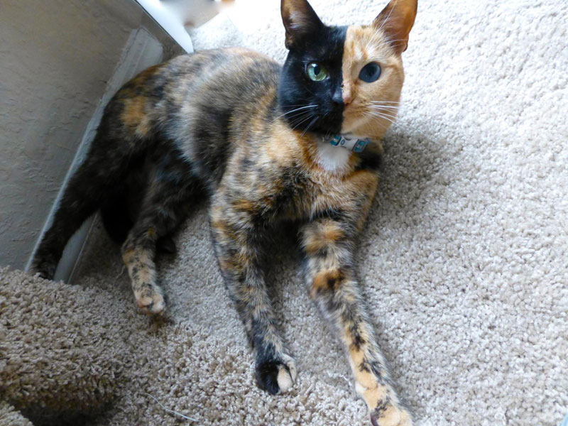 Venus The Chimera Cat (8)