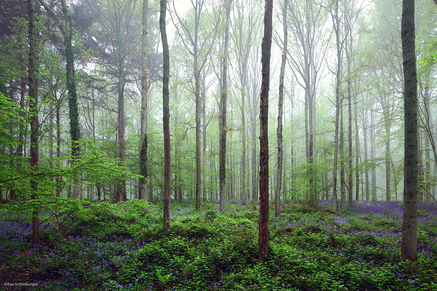 Hallerbos Bluebells Forest (11)