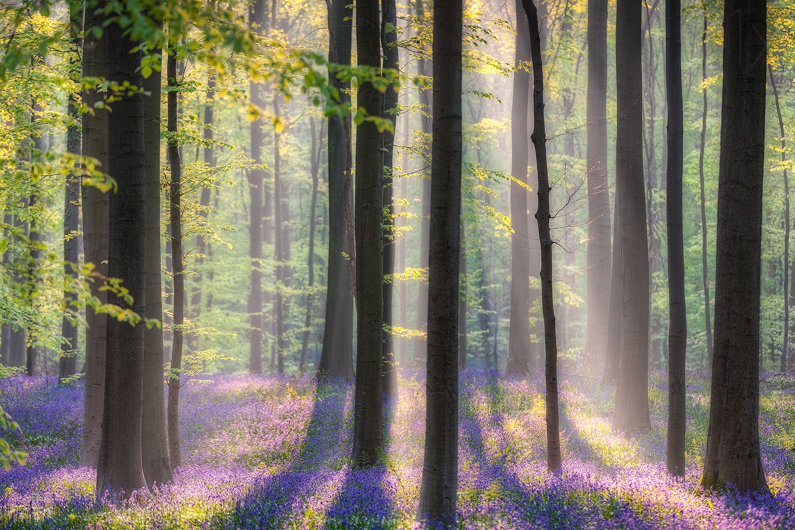 16 Stunning Photos Of The Blue Forest In Belgium That Is Completely