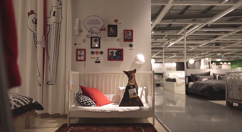 IKEA Pet Adoption 4