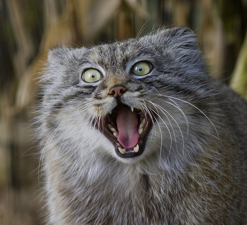 Pallas's Cat (1)