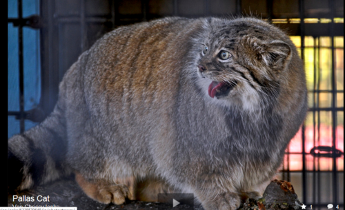 Pallas's Cat (1)