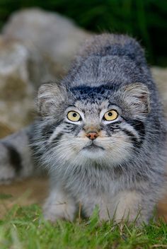 Pallas's Cat (10)