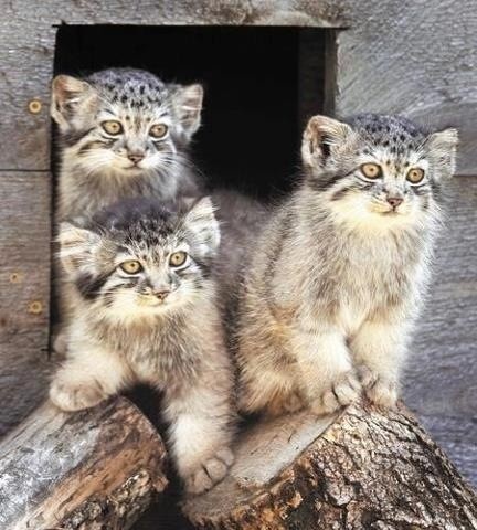 Pallas's Cat (11)