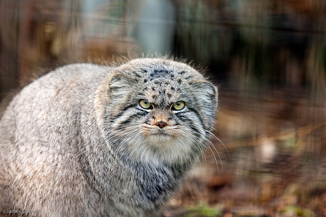 Pallas's Cat (12)