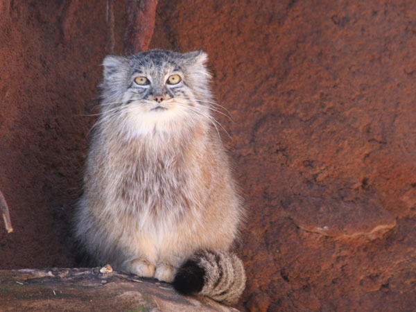 Pallas's Cat (13)