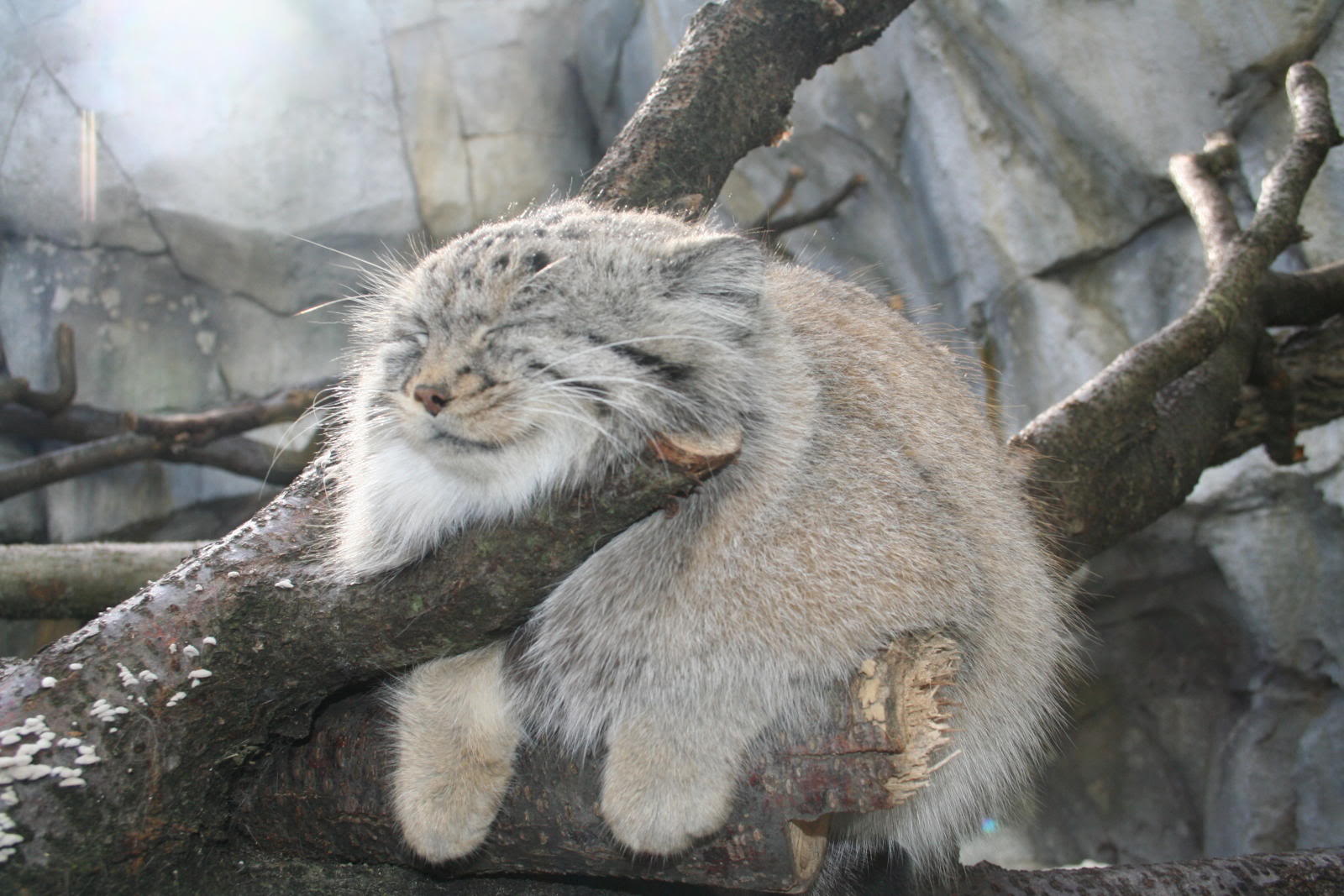 Pallas's Cat (14)