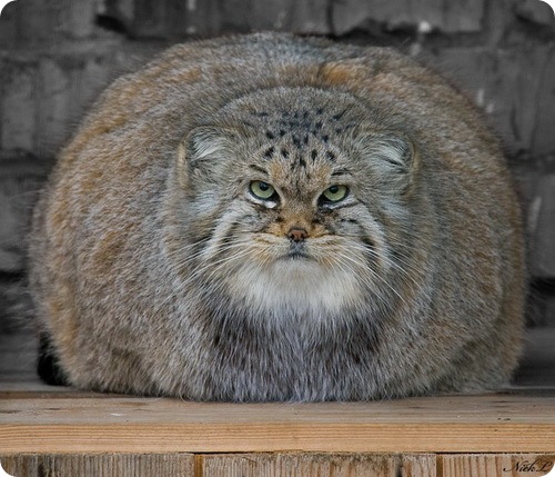 Pallas's Cat (2)