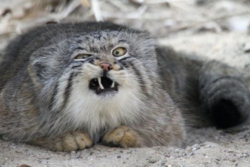 Pallas's Cat (4)