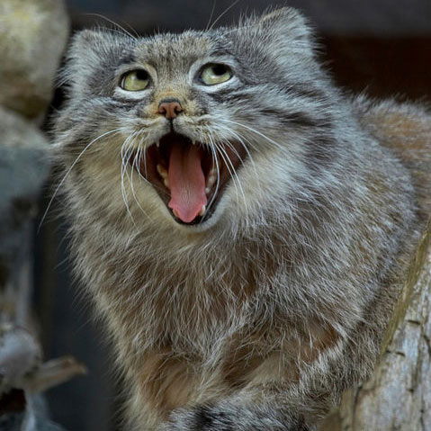 Pallas's Cat (5)