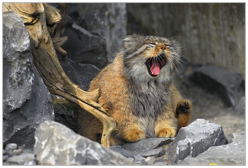 Pallas's Cat (6)