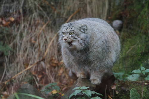 Pallas's Cat (8)