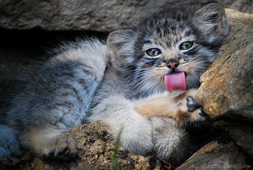 Pallas's Cat (9)