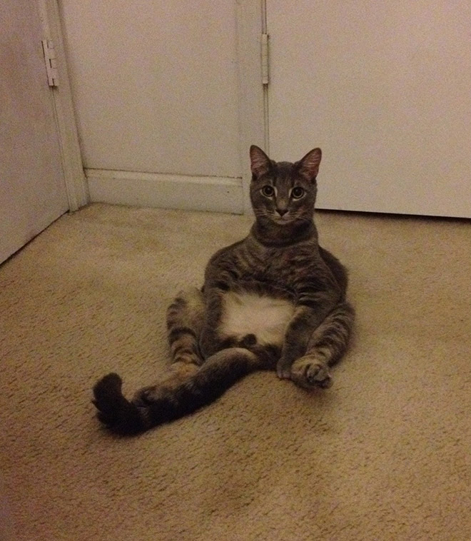 Sitting Cat (1)