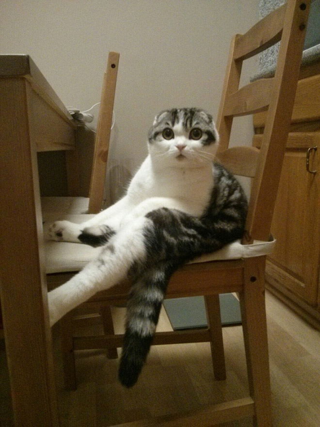 Sitting Cat (14)