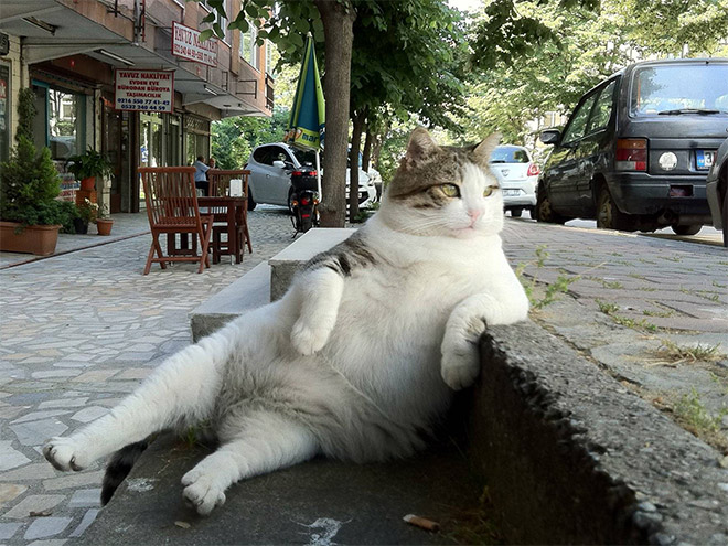 Sitting Cat (2)