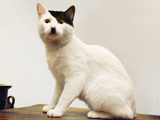 Cat That Looks Like Hitler (1)