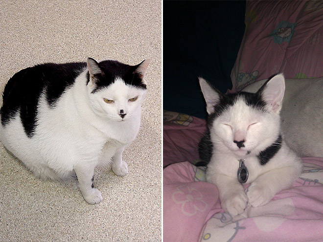 Cat That Looks Like Hitler (12)