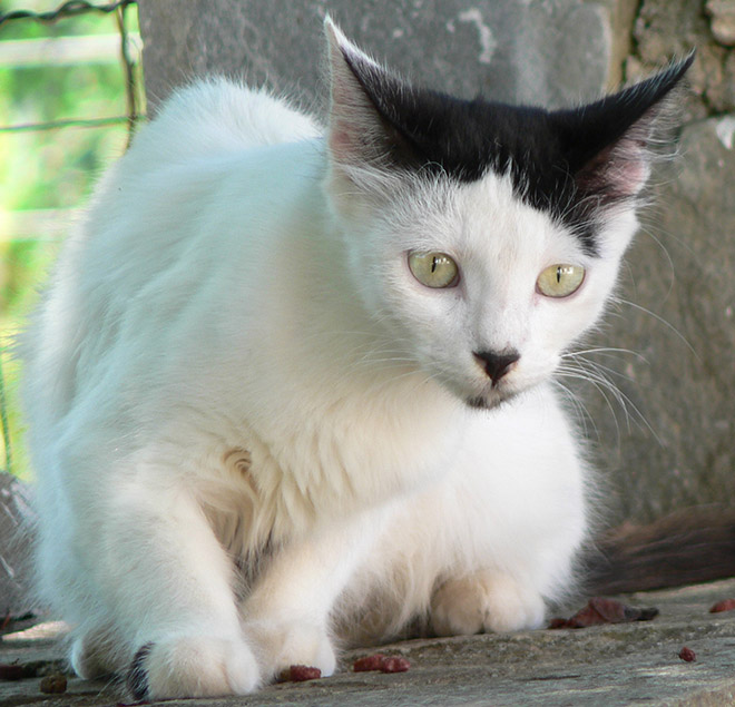 Cat That Looks Like Hitler (13)