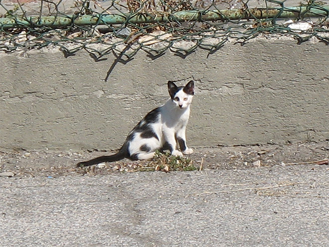 Cat That Looks Like Hitler (14)