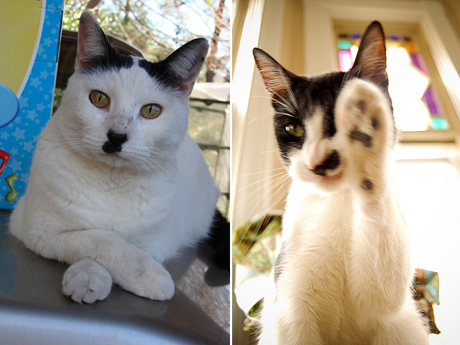 Cat That Looks Like Hitler (15)