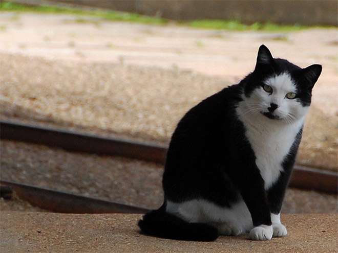 Cat That Looks Like Hitler (17)