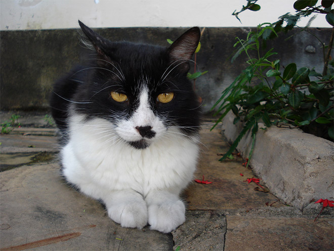 Cat That Looks Like Hitler (18)