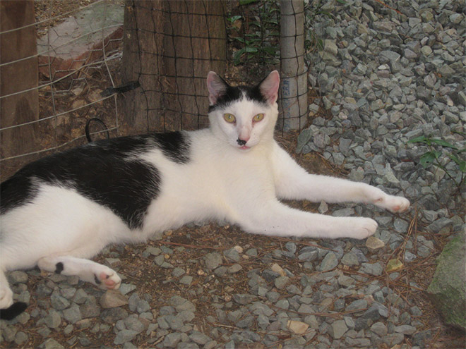 Cat That Looks Like Hitler (19)